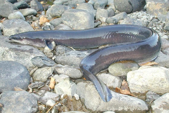 The catadromous eel has a fascinating life history