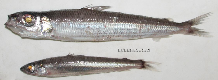 Just like rainbow smelt, argentines have an adipous fin, but they live offshore