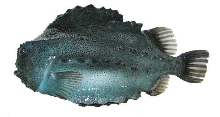 Ce poisson de couleur variée est recherché pour le caviar 