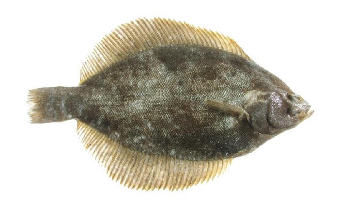Coastal species; in contrast to smooth flounder has scales between the eyes