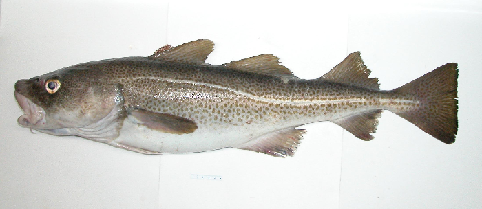 Atlantic cod has long supported a way of life in coastal communities