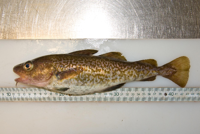 Molecular tools are required to tell juvenile rock cod from juvenile Atlantic cod