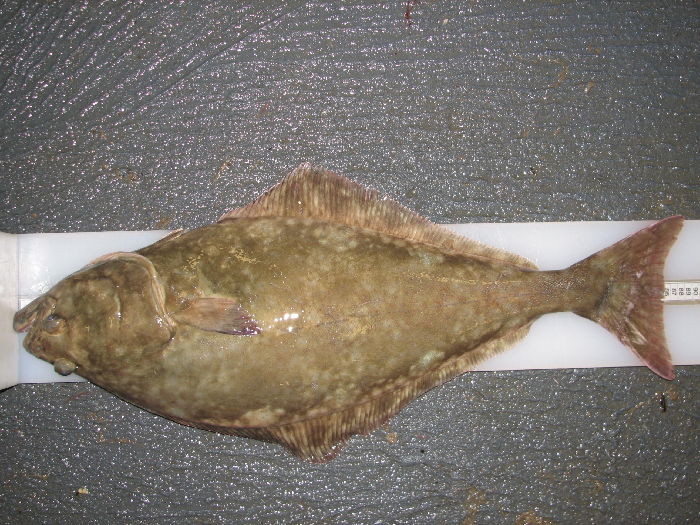 The flatfish species that reaches the greatest size