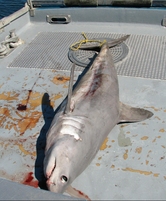 Un grand requin avec de bonnes dents, parfois empêtré dans les filets maillants