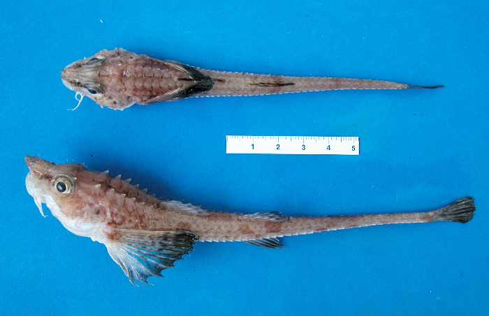 Long barbels and body covered with large, serrated triangular scales