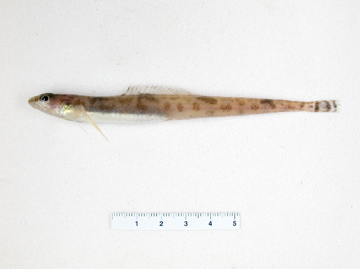 Very common species with pectoral fins characterized by several elongated ray