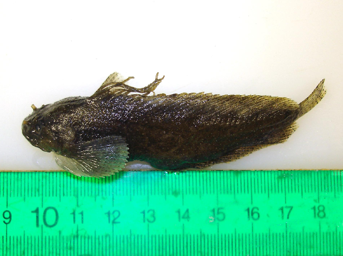 This seasnail appears to have a coastal distribution
