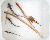 Groupe en bassin: deux Lycodes vahlii, deux Lumpenus, un Leptoclinus et un Artediellus atlanticus