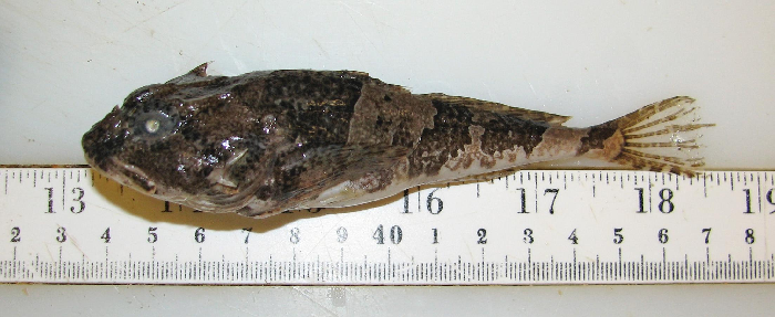 Coastal species, may be mistaken for small shorthorn sculpin