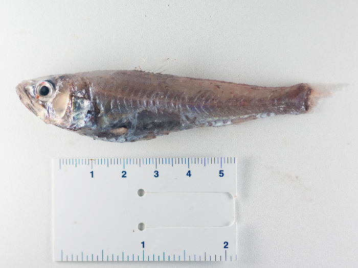 A bathypelagic fish not to be mistaken for Myctophids