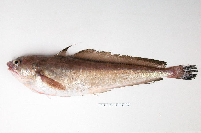 Very long filamentous pelvic fins, but not as long as those of the longfin hake