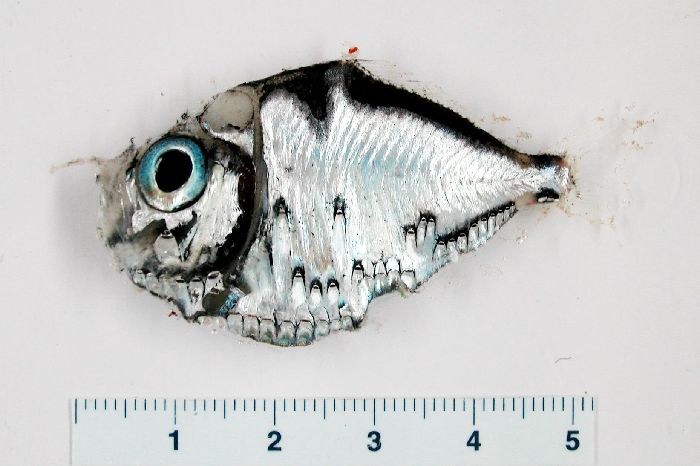 Les photophores permettent l'identification, ressemble aux poissons du genre Argyropelecus 