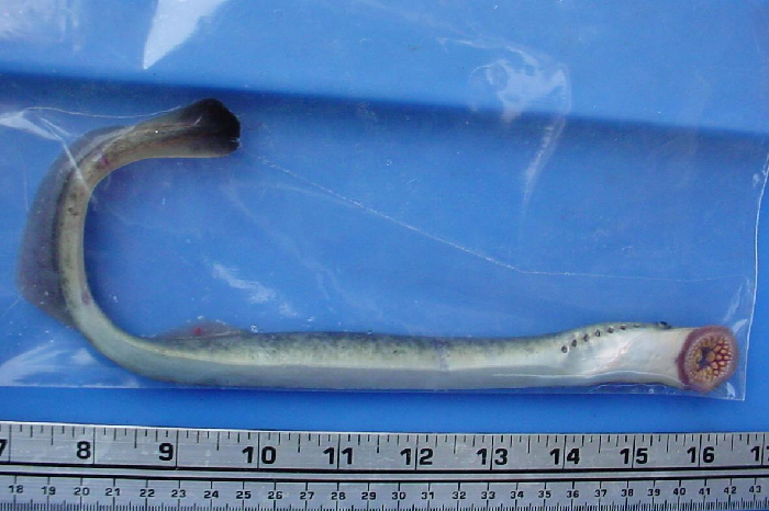 Parasitic on pelagic fish at the adult stage, spawns in freshwater