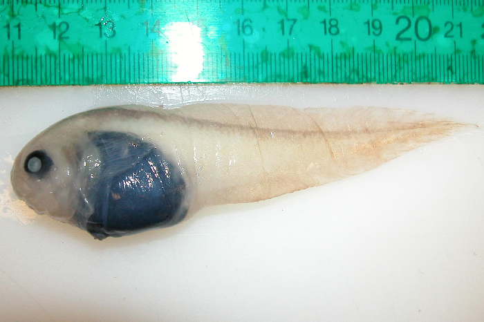 May be mistaken for blacksnout snailfish; notice the dark back and pale lips