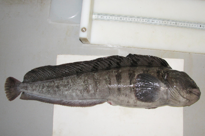 This wolffish species may occur near shore