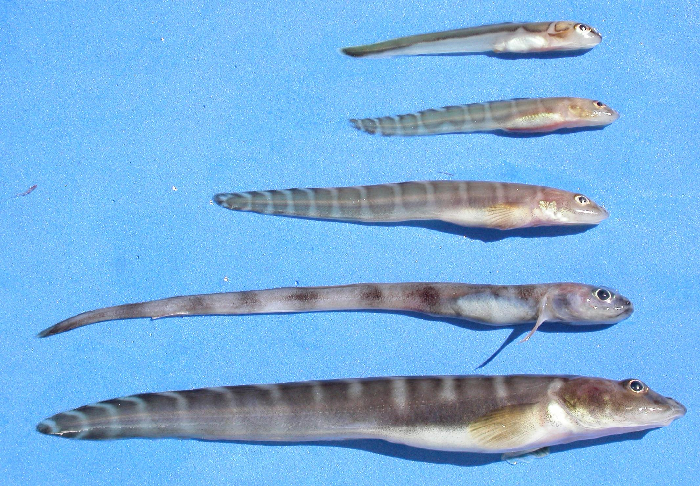 Le genre 'Lycodes' pose des défis majeurs d'identification; cette espèce ne semble pas fréquente. Ici trois Lycodes sp. juvéniles, suivi par un Lycenchelys verrillii, et Lycodes polaris en bas. 