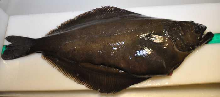 Commercial species, a major component of the deep channel fish assemblage
