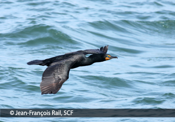 Banque Informatisée Des Oiseaux Marins Du Québec Espèces