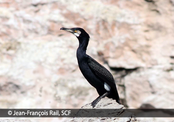 Banque Informatisée Des Oiseaux Marins Du Québec Espèces