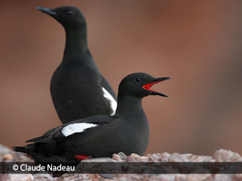 Banque Informatisée Des Oiseaux Marins Du Québec Espèces