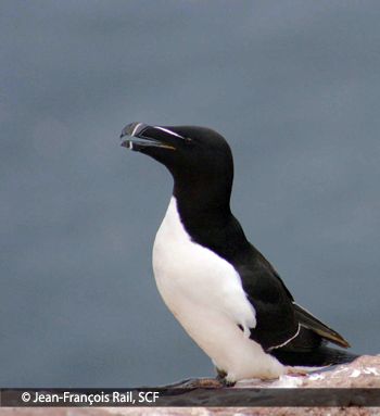 Banque Informatisée Des Oiseaux Marins Du Québec Espèces