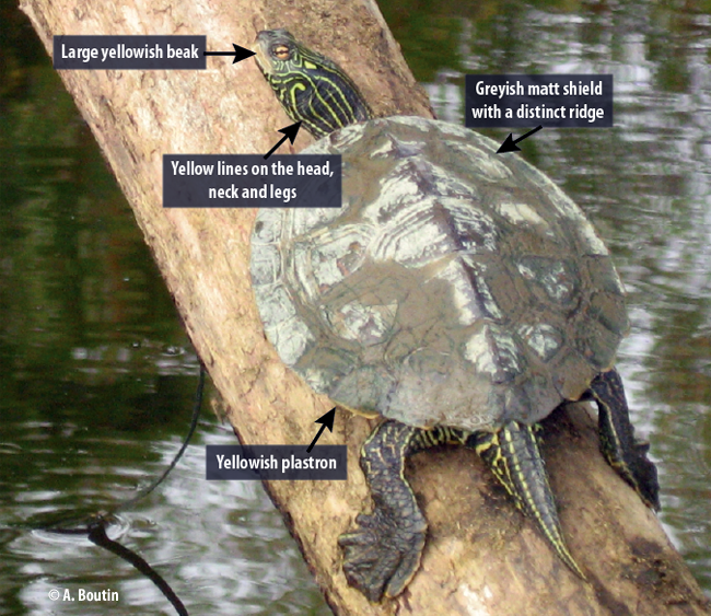 Turtles Observation Network – Species | SLGO